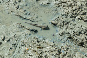 Mudskipper, An Amphibious Fish