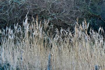 stream in the nature in Brittany