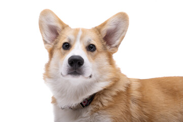 corgi welsh pembroke isolated