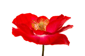 beautiful poppy flower isolated
