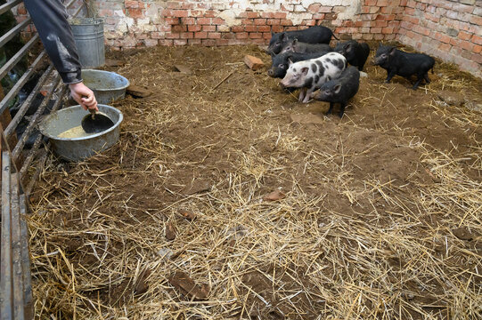Vietnamese mini pigs get food into their feeding bowls in pig sty