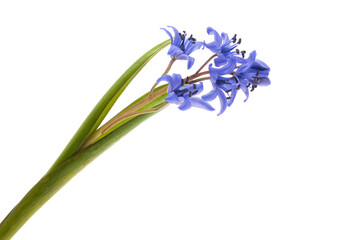 blue spring flowers isolated