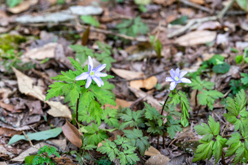 林業試験場樹木公園のキクザキイチゲ