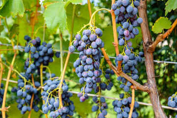 Blue Grape growing on wine in vineyard. Ripe Black Grape fruit harvest in nature for food and vine in autumn.