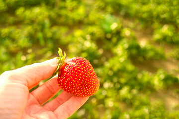 The gardener's hand shows red strawberries in the summer in the garden close-up. The farmer...