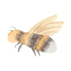 Watercolor bee
