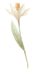 Hand drawn watercolor narcissus