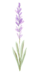 Hand drawn watercolor lavender flower