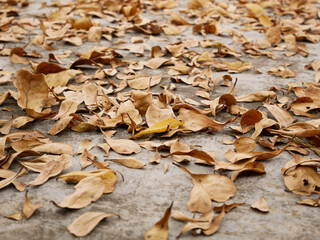 dried brown leaf for background