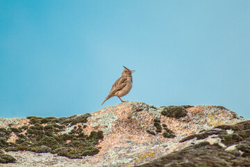Bird standing on a rock in nature. Wildlife photography.
