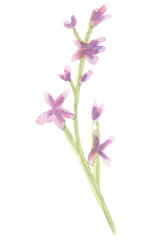 Fototapeta na wymiar Hand drawn watercolor lilac flower
