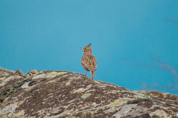 Bird standing on a rock in nature. Wildlife photography.