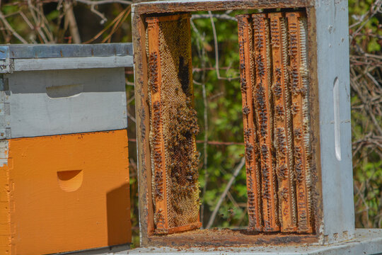 Honey Bee Colonies, destroyed by deer and deep freeze, located in Mississippi.