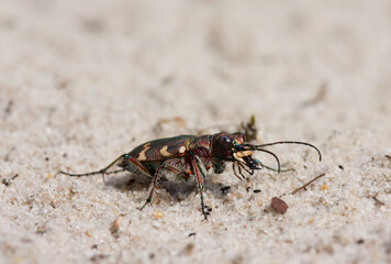 Close-up of Northern dune tiger beetle crawling through sand