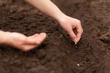 Spring sowing of seeds. Gardening in the ground, organic soil.