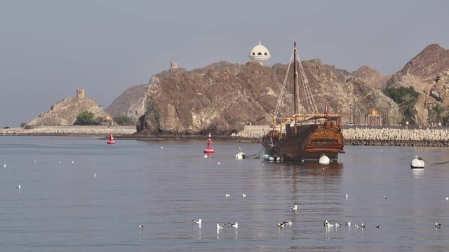 Muscat Bay with traditional Omani Dhow Boat surrounded by seagulls . Wide static shot