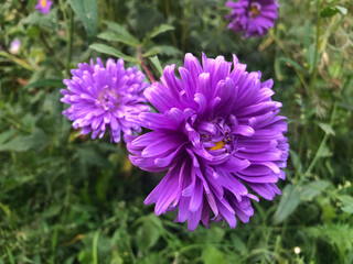 purple aster flower