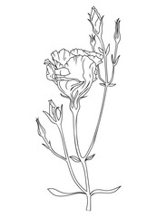 Lisianthus flower illustration. Modern botanical drawing for pattern, logo, template, banner, posters, invitation, and greeting card design. Black Eustoma outline. Tropical flower design.