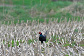 Beautiful black pheasant in a field