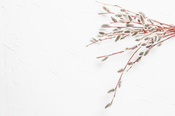 Sprig of willow on white plaster texture wall