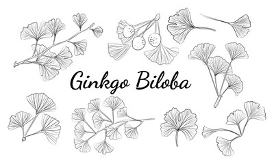 Set of hand drawn leaves ginkgo biloba. Collection ginkgo biloba isolated leaves on a branch berry.
Set of medical, botanical plant. Vector sketch hand drawn.