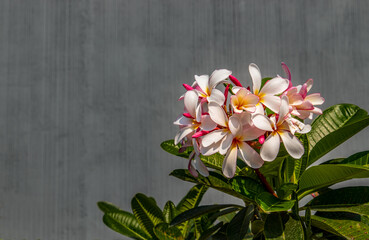 Fototapeta na wymiar Group of white pink plumeria frangipani flowers ( Leelawadee ) on green leaf background. Thai Beautiful and Awesome flowers, Tropical flower, Copy space, Selective focus.