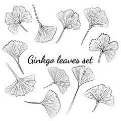 Set of hand drawn leaves ginkgo biloba. Collection ginkgo biloba isolated leaves on a branch berry.
Set of medical, botanical plant. Vector sketch hand drawn.