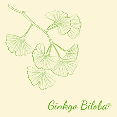 Set of hand drawn leaves ginkgo biloba. Collection ginkgo biloba isolated leaves on a branch berry.
Set of medical, botanical plant. Vector sketch hand drawn.