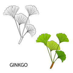 Set of hand drawn leaves ginkgo biloba. Collection ginkgo biloba isolated leaves on a branch berry.
Set of medical, botanical plant. Vector sketch hand drawn.