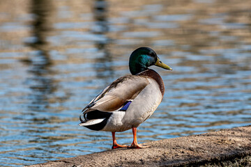 A Close Up of a Male Mallard Duck