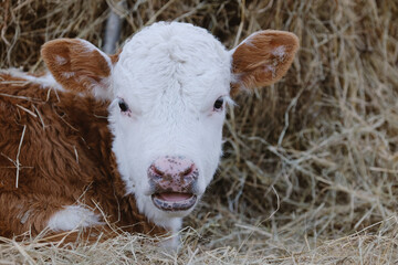 Innocent Hereford calf portrait laying in hay close up. © ccestep8