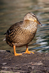 A Close Up of a Female Mallard Duck