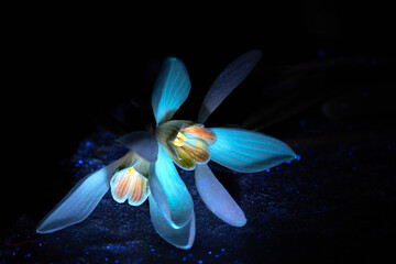 snowdrops flowers in ultraviolet light