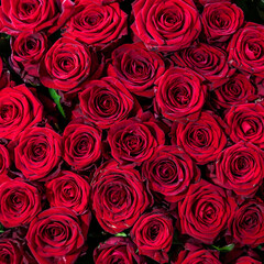 Naklejka premium red roses background