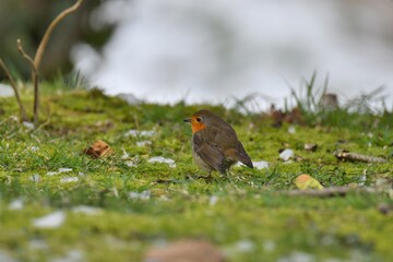 robin on the grass