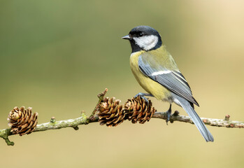 Great tit close up ( Parus major )