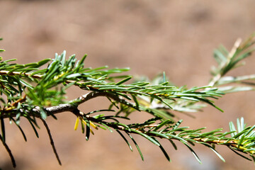 branch of a tree with pine needles