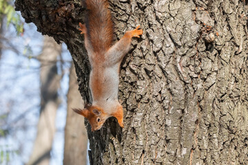 Squirrel in winter sits on a tree.