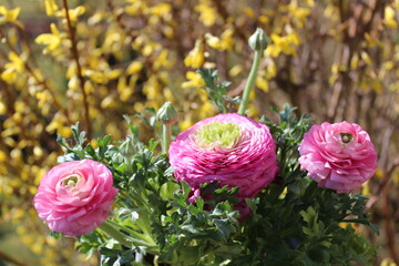 Ranunkeln und Forsythie