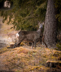 Deer in Forest (Reh im Wald)