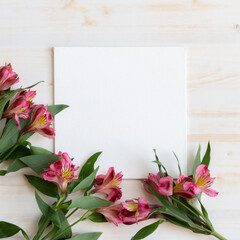 Alstroemeria flowers with blank white canvas on white wood