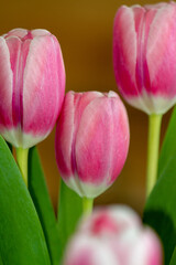 Fototapeta premium Tulpe, Tulpen, Blumen, Strauß, Ostern 