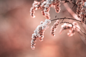 Bl&uuml;te im Frost, Sonnenaufgang (Frosty Flower) Ice