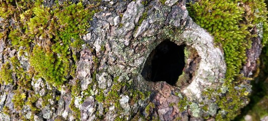 Close-up of old oak bark with a small hollow.