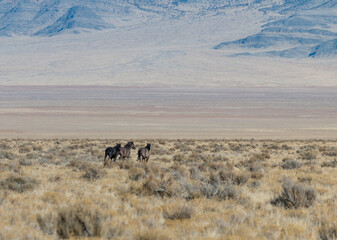 Wild Horses in the Utah Desert