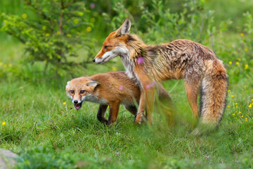 Mother red fox protecting her cub on a meadow in spring