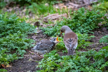 Thrush fieldfare, Turdus pylaris, feeds the chick with earthworms on the ground. An adult chick left the nest but his parents continue to take care of him.