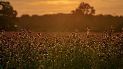 Wiese im Sonnenuntergang 
Büschelschön lat. Phacelia