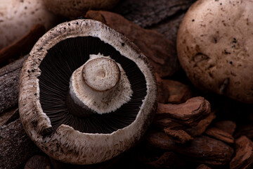 beautiful mushrooms supported on change and bark of trees with indirect light