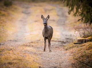 Deer in Forest (Reh im Wald)